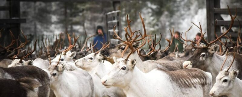 Rovaniemi: Reindeer Farm Visit and Sleigh Ride with transfer - Who Will Love This Tour?
