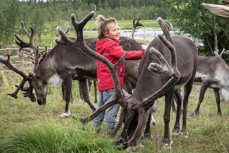 Rovaniemi: Reindeer Farm Visit at Autumn - An In-Depth Look at the Reindeer Farm Visit