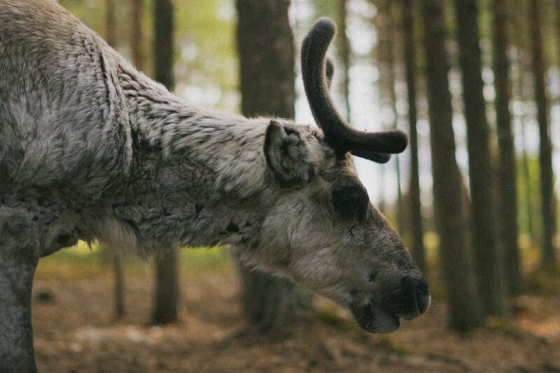 Rovaniemi: Reindeer Farm Visit with Photographer - An In-Depth Look at the Reindeer Farm Experience