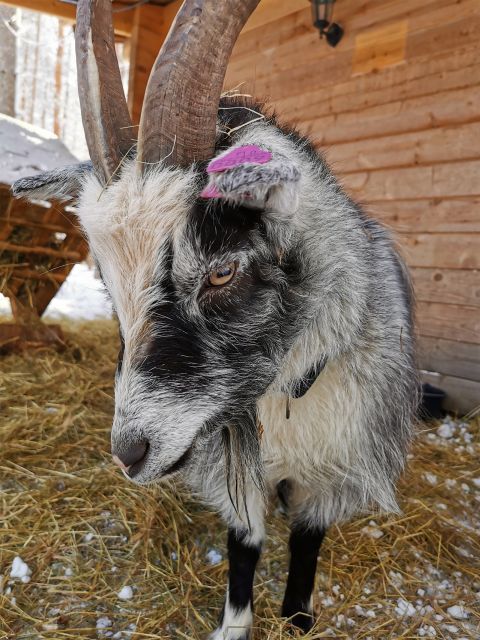 Rovaniemi: Reindeer, Huskies, Santa's Pets & Aurora Hunt - Key Points