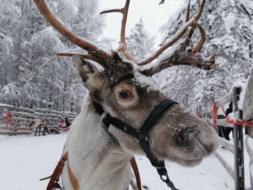 Rovaniemi: Reindeer, Huskies, Santa's Pets & Aurora Hunt - What to Expect and Keep in Mind