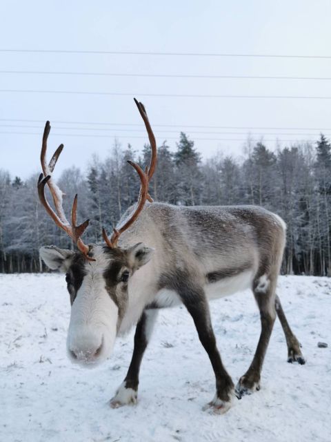Rovaniemi: Reindeer, Huskies, Santa's Pets & Aurora Hunt - FAQs
