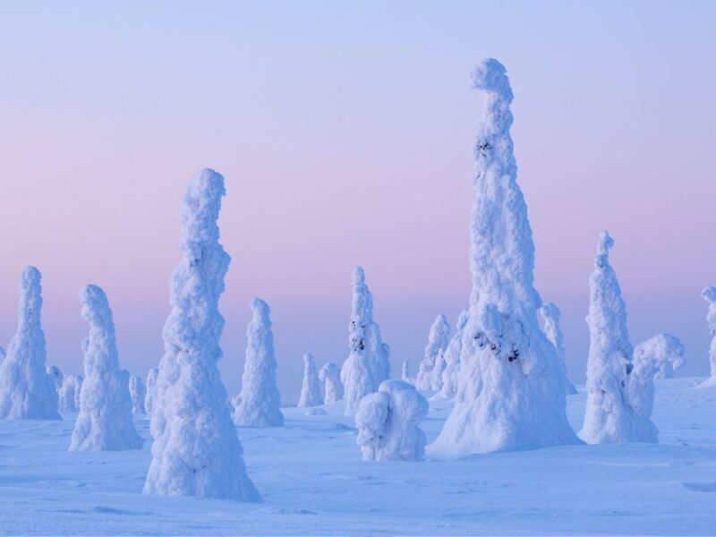 Rovaniemi: Riisitunturi Full-Day Wilderness Adventure & BBQ - Key Points