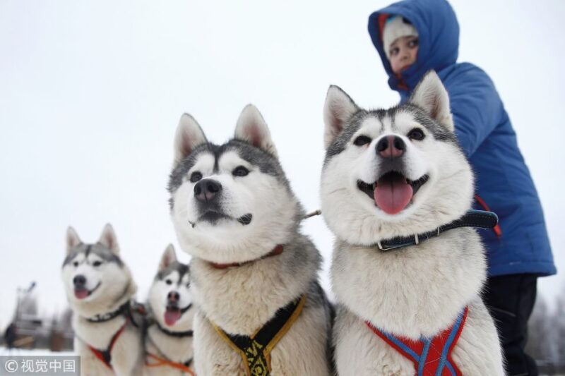 Rovaniemi: Self-Drive Husky Sleigh Ride Adventure - An In-Depth Look at the Experience