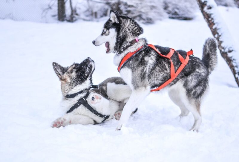 Rovaniemi: Self-Drive Husky Sleigh Ride Adventure - FAQ