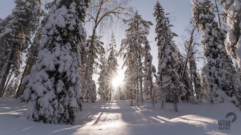 Rovaniemi: Snowmobile Safari into the Arctic Circle Forest - The Sum Up