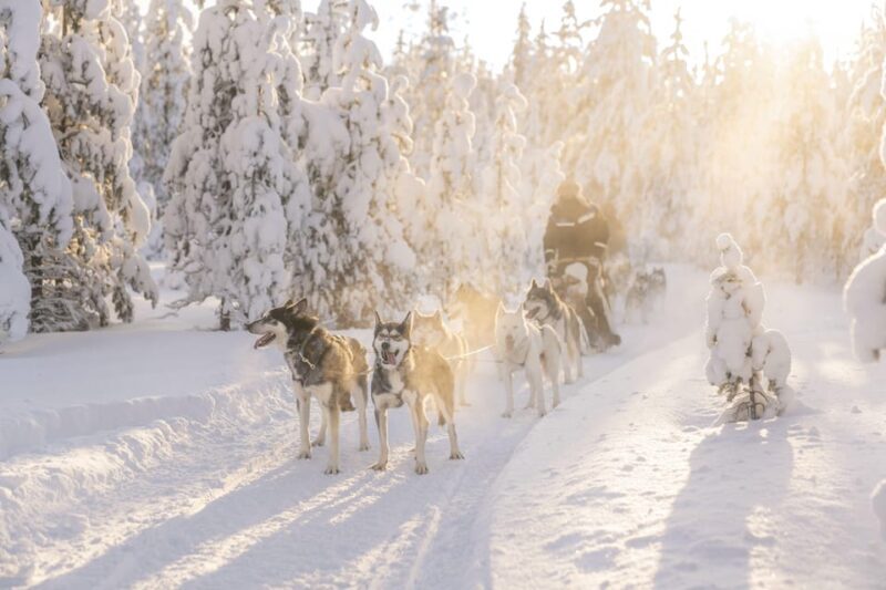 Rovaniemi: Snowmobile Safari, Reindeer & Husky Sleigh Ride - Who Will Love This Tour?