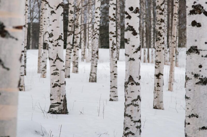 Rovaniemi: Snowshoeing in the Arctic Wilderness - Final Words