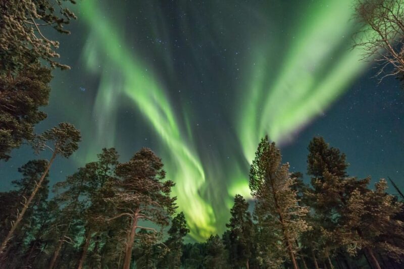 Rovaniemi: Snowy Forest Night Hike with Northern Lights - The Practicalities: Price, Duration, and Group Size