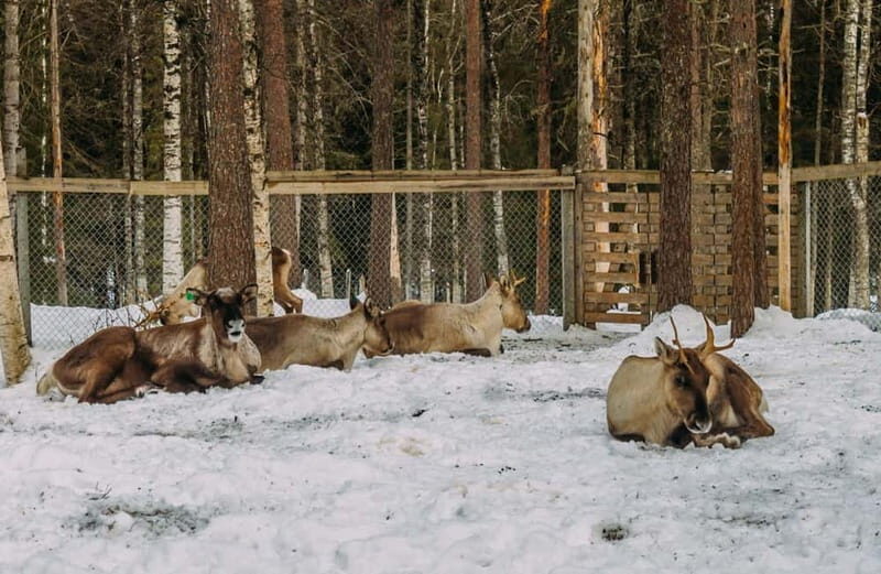Rovaniemi: Trip to Ranua Zoo with Tickets - The Journey and Comfort