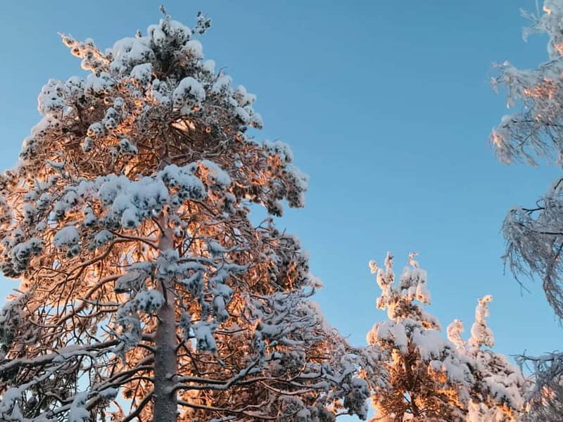 Rovaniemi: Trip to Ranua Zoo with Tickets - Pricing and Value