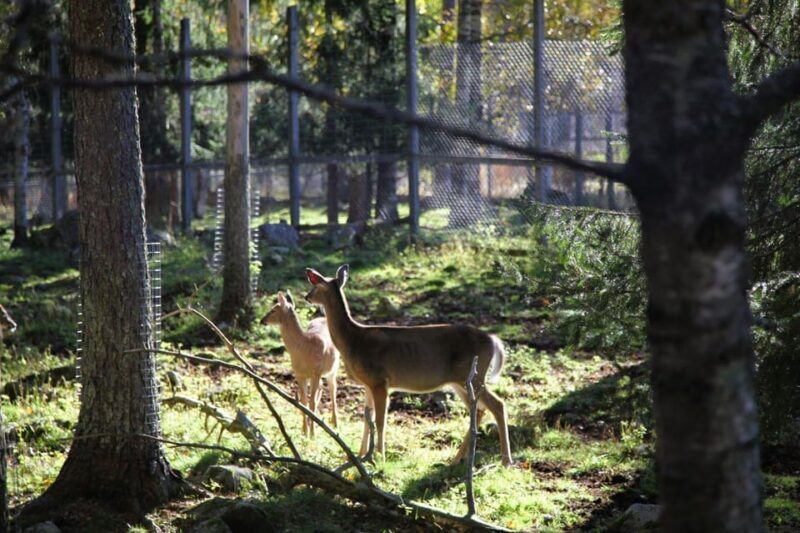 Rovaniemi: trip to the Ranua Zoo (transportation, tickets) - FAQs