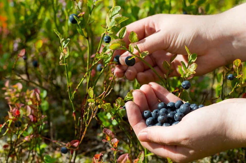 Rovaniemi: Wild Berry Picking and Juice Making - Discovering Lapland’s Wild Berries