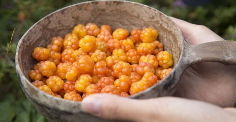 Rovaniemi: Wild Berry Picking and Juice Making - Final Thoughts