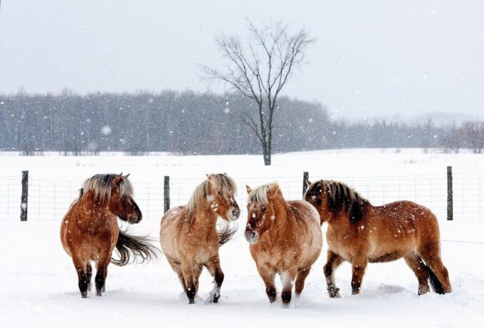 Rovaniemi: Winter Horse Riding in Arctic Nature - Frequently Asked Questions