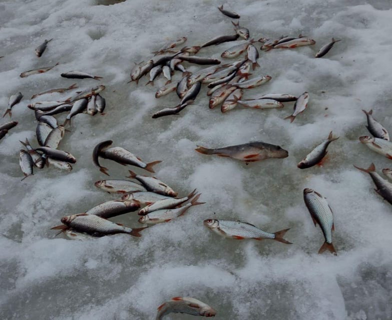 Rovaniemi: winter ice fishing tour - Key Points