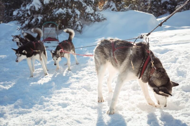 Rovaniemis Magical Christmas Tour: Santas Home - An In-Depth Look at the Rovaniemi Christmas Tour