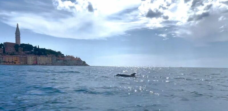 Rovinj: BUBA SUNSET Kayak, Snorkeling&Driknks Incuded - Experience Highlights