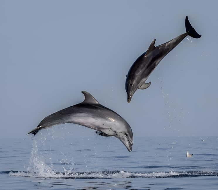 Rovinj: Dolphin Watching Sunset Speedboat Tour with Drinks - What You Can Expect During the Tour
