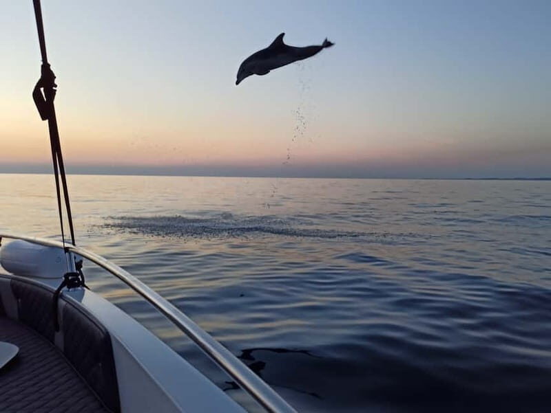 Rovinj: Dolphin Watching Sunset Speedboat Tour with Drinks - Practical Tips for Travelers