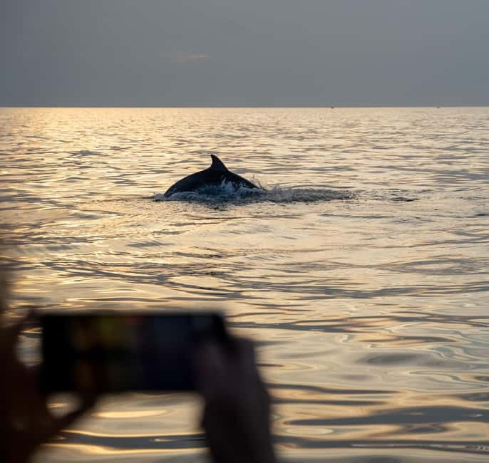 Rovinj: Dolphins at Sunset & Island Swimming Speedboat Tour - Key Points