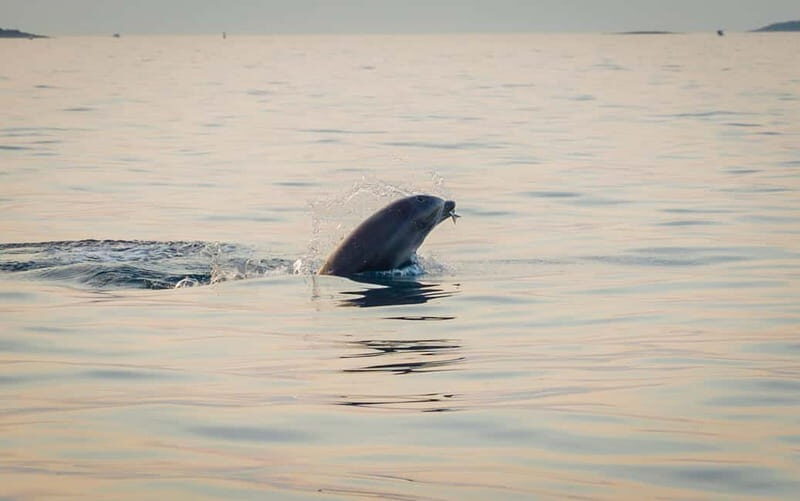 Rovinj: Dolphins at Sunset & Island Swimming Speedboat Tour - The Sum Up