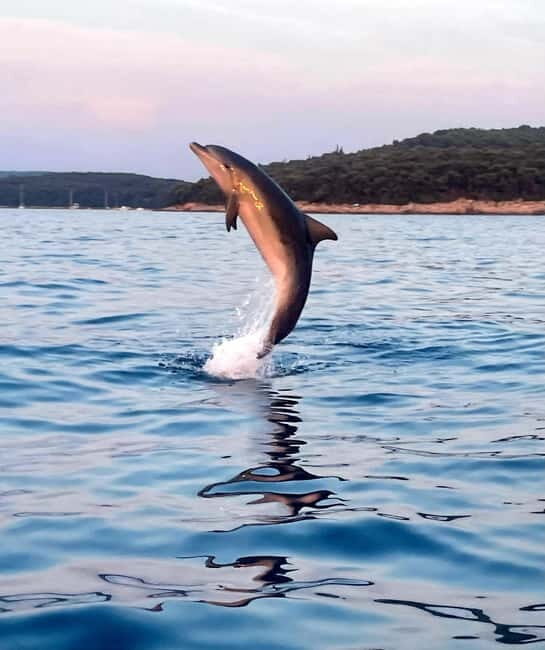 Rovinj: Shared Dolphin and Sunset Tour with Drinks - Key Points