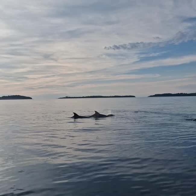 Rovinj: Shared Dolphin and Sunset Tour with Drinks - What You Need to Know Before You Go