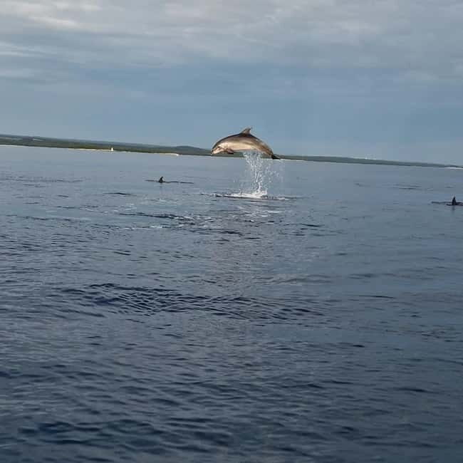 Rovinj: Shared Dolphin and Sunset Tour with Drinks - The Sum Up