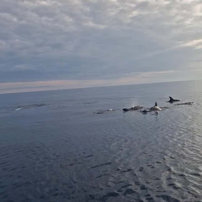 Rovinj: Shared Dolphin and Sunset Tour with Drinks - FAQ
