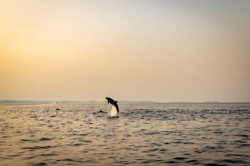 Rovinj: Sunrise Dolphins & Fishermen at Work Speedboat Tour - Who Will Love This Tour?