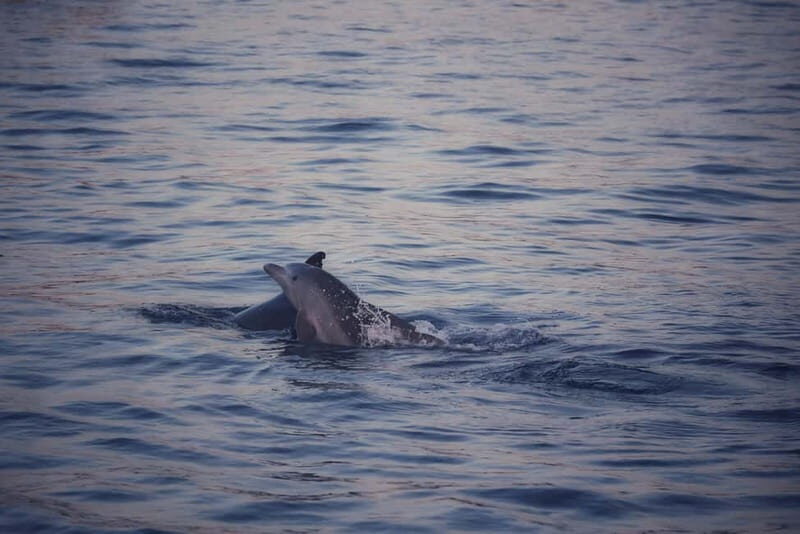 Rovinj: Sunset Lim Fjord Tour with BBQ, Swimming & Dolphins - Starting Point and Initial Departure