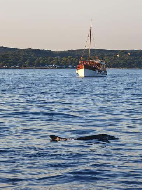Rovinj: Sunset Lim Fjord Tour with BBQ, Swimming & Dolphins - Pirate Cave and Island Exploration