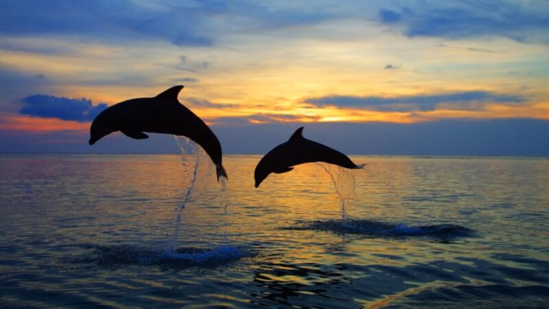 Rovinj: Sunset Speedboat Tour With Dolphin Watching - The Sunset Speedboat Experience