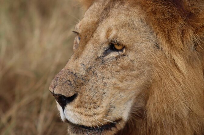 Royal Day Trip to Selous/Nyerere Park Fly Safari From Zanzibar - Reviews