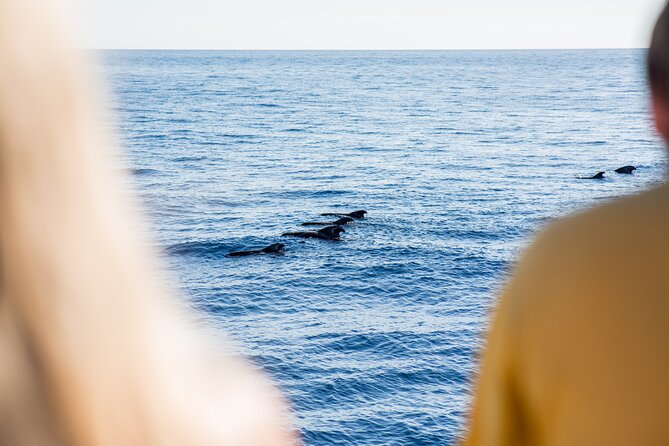 Royal Delfin - 2Hour Sustainable Dolphin & Whale Watching Mini Cruise - Duration and Group Size