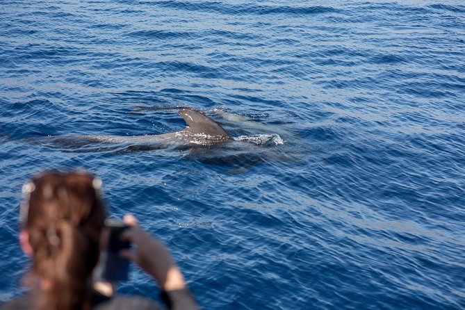 Royal Delfin - 2Hour Sustainable Dolphin & Whale Watching Mini Cruise - Environmental Sustainability
