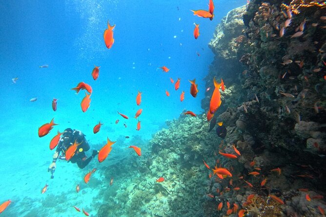 Royal Dolphin House Sea Trip Hurghada - Additional Tips and Information