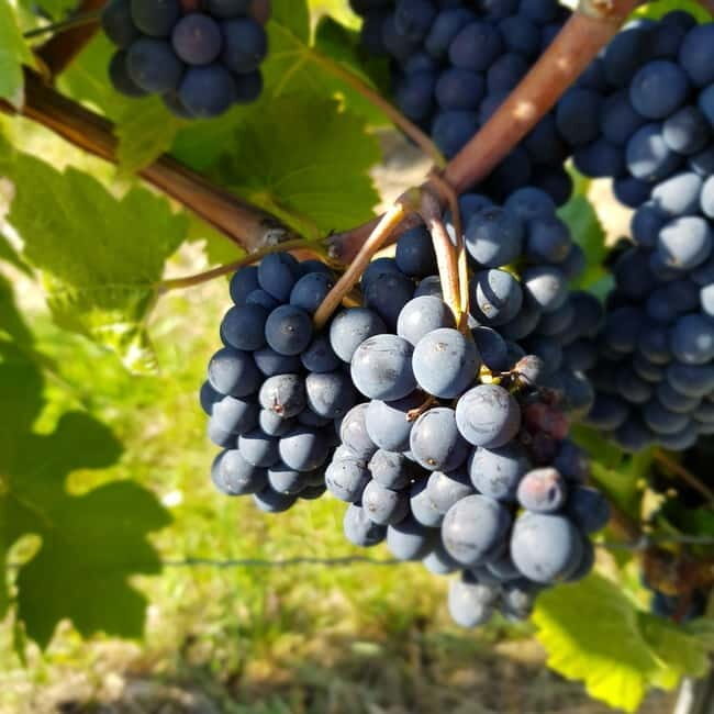 Rüdesheim - Wine tasting - A journey of pleasure through 5 wines - Rüdesheim – Wine Tasting: A Journey of Pleasure Through 5 Wines