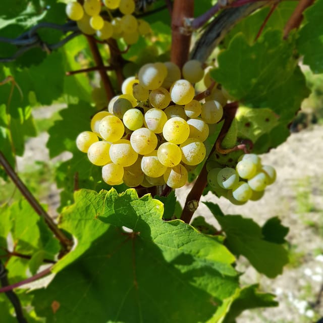 Rüdesheim - Wine tasting - A journey of pleasure through 5 wines - A Closer Look at the Rüdesheim Wine Tasting Tour