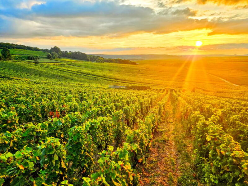 Ruinart Tasting and Fun Private Tour in Champagne - Key Points