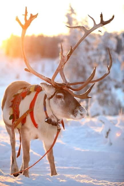 RUKA: Reindeer Feeding, Sleigh Ride & Fireside Delicacies - A Closer Look at the Tour Experience