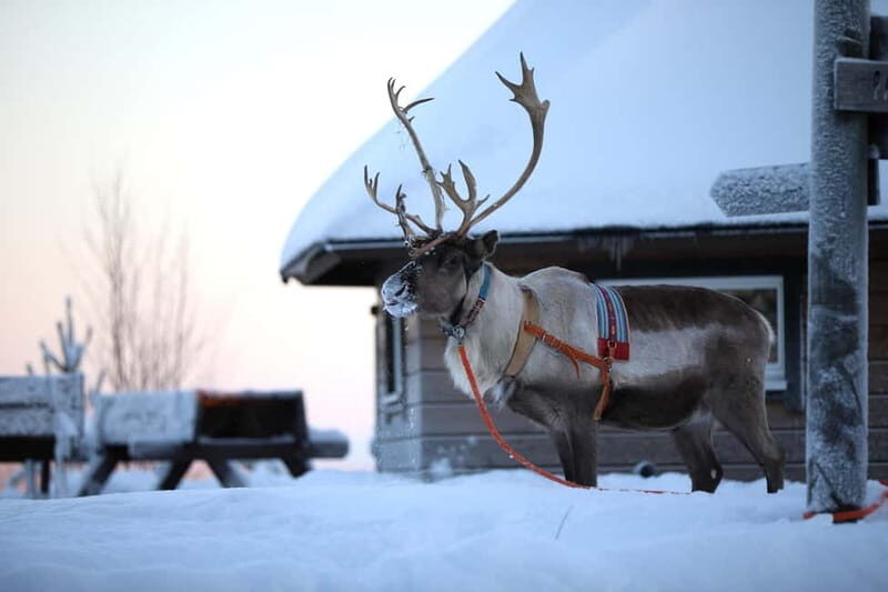 RUKA: Reindeer Feeding, Sleigh Ride & Fireside Delicacies - FAQs