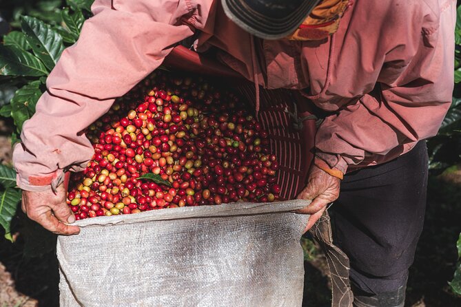 Rural Coffee Processes Inside the Forest With Night Tour - About Your Stay