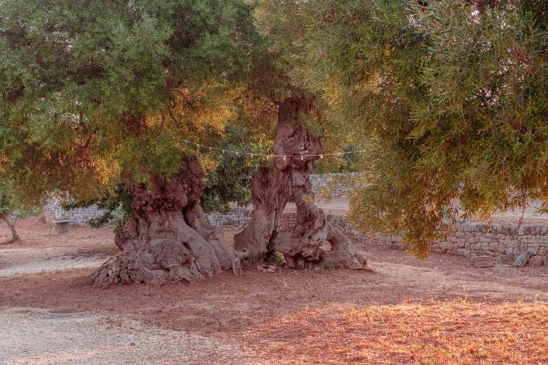 Rural Park Monopoli: Guided Tour + Tasting of 3 EVO Oils - Tasting Experience