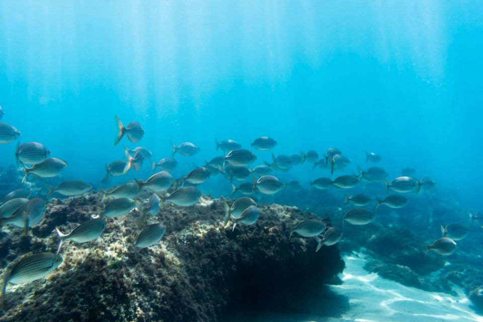 S. Miguel: Snorkeling Adventure in Caloura - Discover Natural Black Sand Beaches