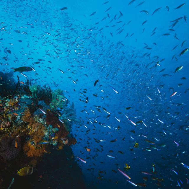 S. Miguel: Snorkeling Adventure in Caloura - Inclusions and Pricing