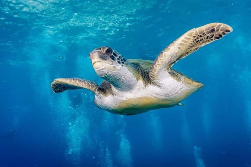 S. Tenerife: Exciting Boat Dive for Beginners to Turtle Bay - What You Can Expect from This Tenerife Boat Diving Experience