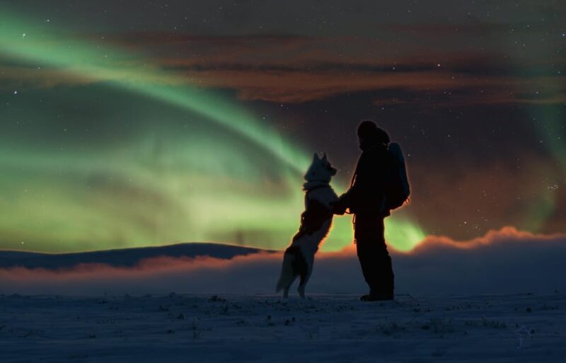 Saariselkä: Husky Safari with Aurora Borealis Hunt - An In-Depth Look at the Husky Safari