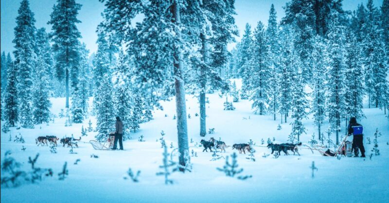 Saariselkä: Husky Safari with Aurora Borealis Hunt - FAQ